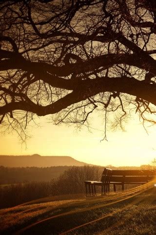 Sunset tree silhouette - High Definition, High Resolution HD Wallpapers : High Definition, High ...