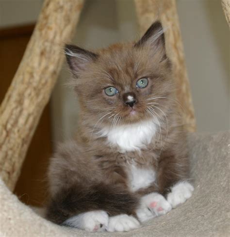 Ragamuffin Cat Info, Personality, Kittens, Pictures