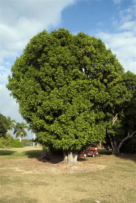 Spanish Lime Tree | ClipPix ETC: Educational Photos for Students and ...