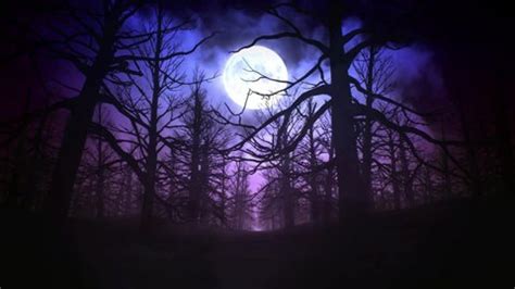 Full Moon Night Forest 3d Rendering Stock Footage Video (100% Royalty ...