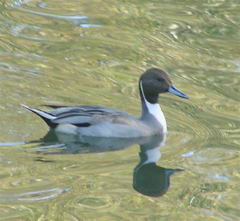 Pintail Duck male | dpwagtail | Flickr