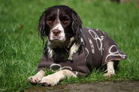 Best drying dog coats for wet pooches to dry off in style