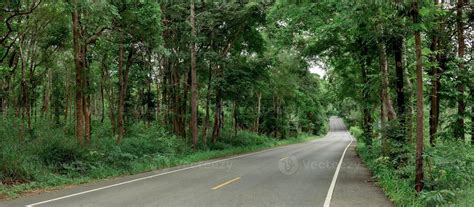 Empty road in the forest with many big green trees. 6907157 Stock Photo at Vecteezy