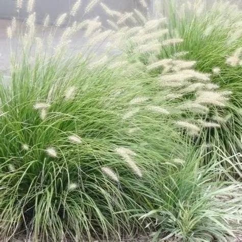 Buy Green Fountain Grass (Pennisetum) at Nursery Nisarga