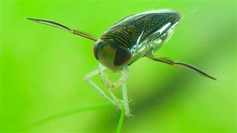 Lesser Water-boatman (Corixa punctate) - DU Waterscapes