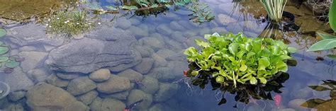 Floating & Submerged Pond Plants - Water X Scapes