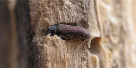 Woodworm Lifecycle — APC Management