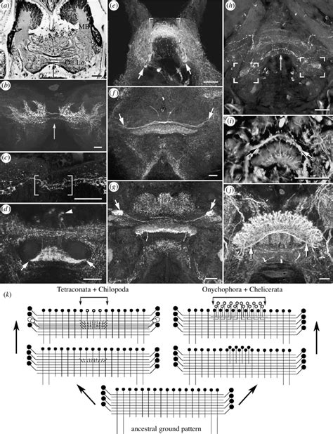 Comparison of Arctonoe fragilis and examples of Mandibulata, with... | Download Scientific Diagram