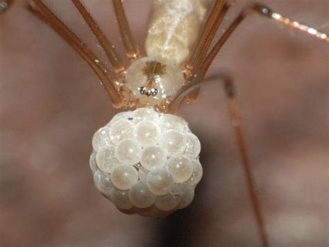 Daddy Long Legs - Long Leg Spider Egg Sack