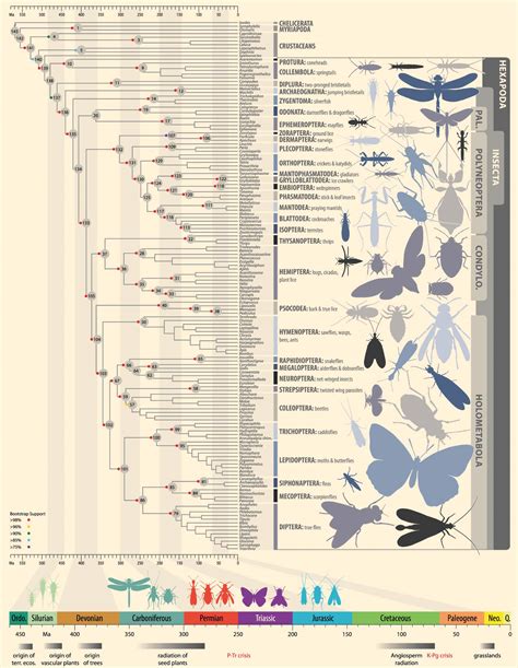 Researchers Map Family Tree of Insects | Sci.News