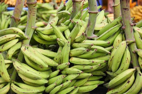 Cooking banana - Alchetron, The Free Social Encyclopedia