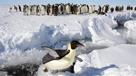 Antarctica's emperor penguins will receive endangered species protections : NPR