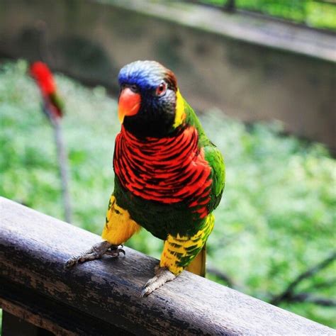 KL bird park ¤ parrots | Bird, Parrot, Animals