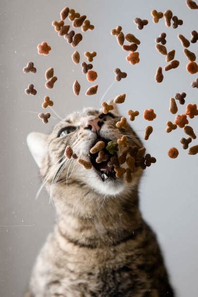 4,400+ Cat Food Funny Stock Photos, Pictures & Royalty-Free Images - iStock