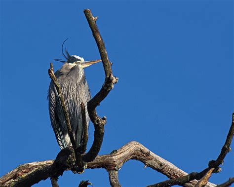 Great Blue Heron in Breeding Plumage Photograph by Rebecca Harmon ...