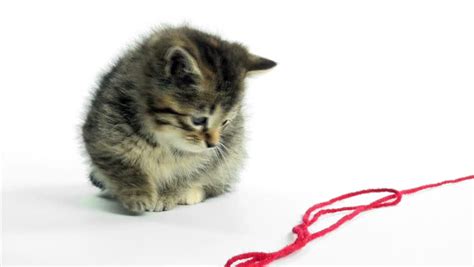 Cute Pet Baby Tabby Kittens Playing And Having Fun Stock Footage Video 3141283 - Shutterstock