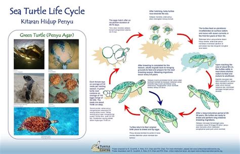 Redang Pelangi Resort | Turtle life cycle, Sea turtle, Sea turtle life cycle