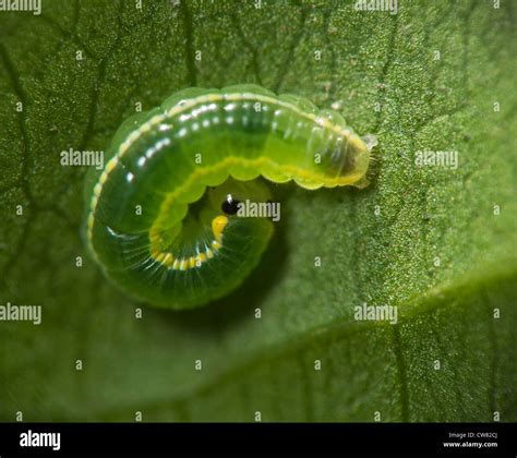 Larva clearwing butterfly hi-res stock photography and images - Alamy