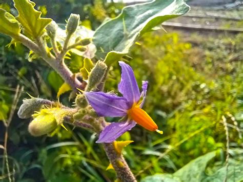 Brinjal flower. It looks very beautiful and violet in color. A beautiful flower from the field ...