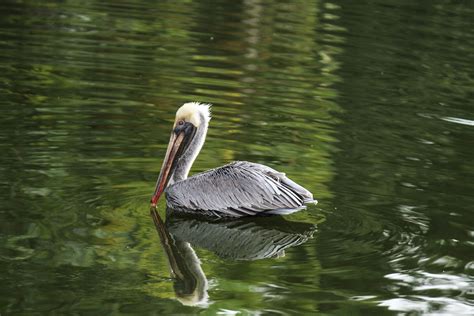 Free Images : sea, water, nature, bird, wing, lake, animal, pelican ...