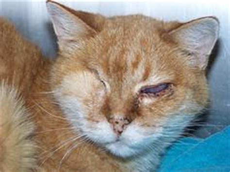 Eye infections in cats | Eye Disorders and Diseases articles | Body ...