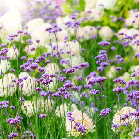 Verbena Seeds - Purple Top | Flower Seeds in Packets & Bulk | Eden Brothers