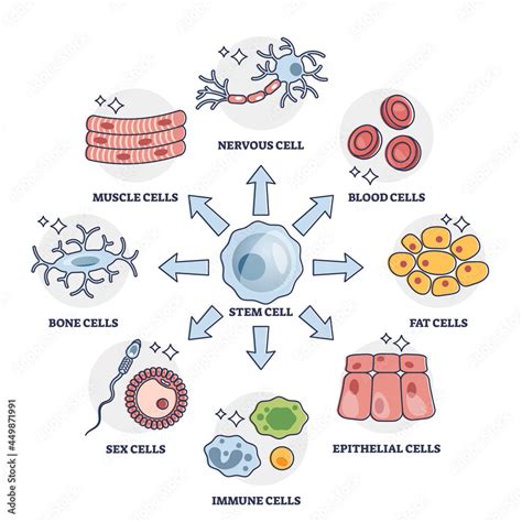 Cellular differentiation process with stem cell type change outline ...