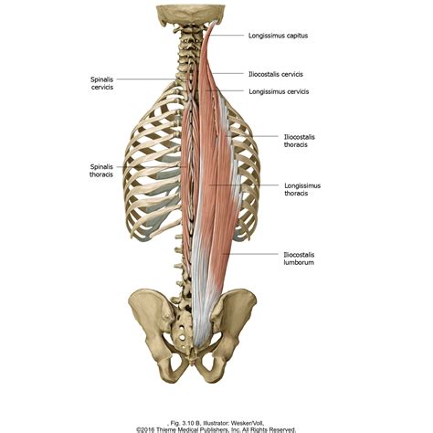 5 Steps to Release The Erector Spinae & Balance Organ Function - Yoga ...