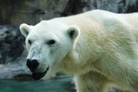 Henry Doorly Zoo, Omaha: A Zoo Lover Must-See - Midwest Wanderer