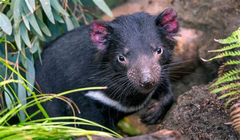 Gallery: Australia's keystone endangered species - Australian Geographic