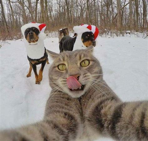 10+ Of The Most Funny Animal Selfies That Will Make You Laugh | Cat ...