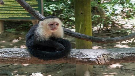 Capuchin Monkey Breeds, Facts, Weight, Size, Diet and All Information A-Z