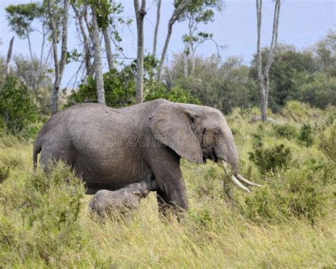 African Bush Elephant and Her Baby Stock Image - Image of mother, natural: 23319009