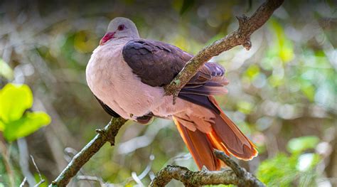 Pink Pigeon | San Diego Zoo Safari Park