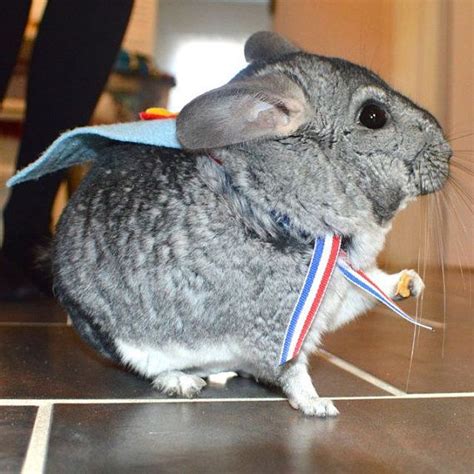 Chinchilla costume cape Superman by laMarmotaCafe on Etsy, $14.00 | Pet halloween costumes ...