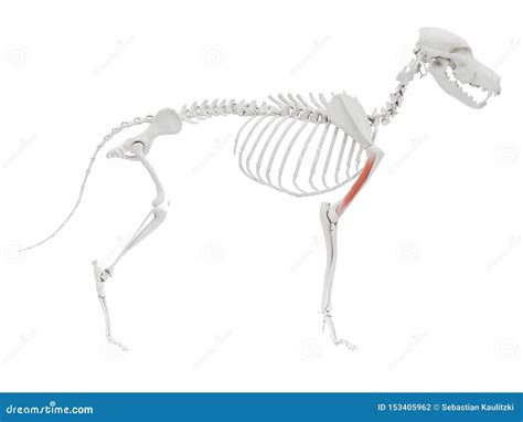 The Dog Muscle Anatomy - Brachialis Stock Illustration - Illustration of clinic, medical: 153405962