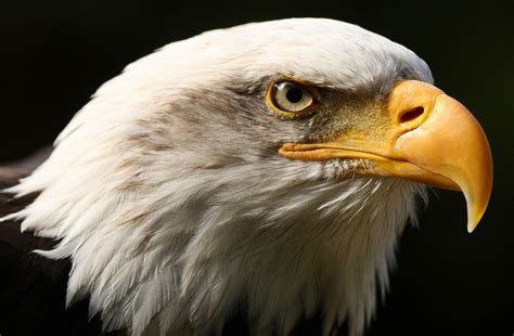 3d Eagle Wallpapers Desktop - Wallpaper Cave