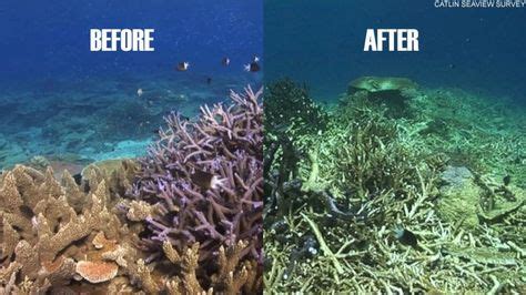 Coral Reef Damage is real / The same section of coral reef is shown before and after the ...