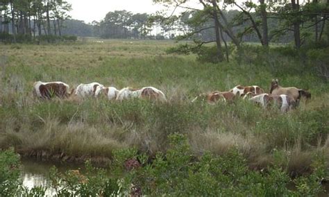 Chincoteague Island 2024: Best Places to Visit - Tripadvisor