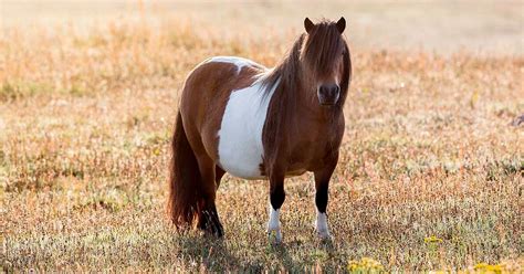 (Miniature) Shetland pony | a very special horse breed