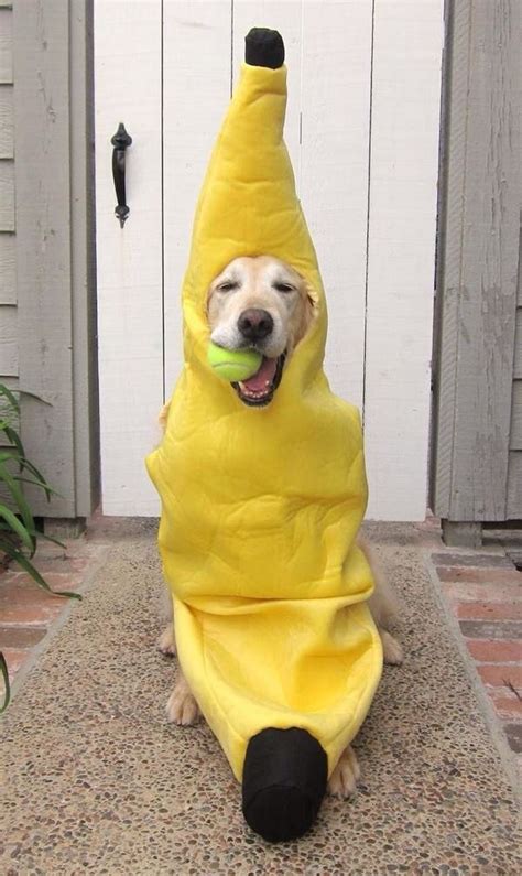 BananaDog! | Dog halloween, Cute animals, Cute puppies