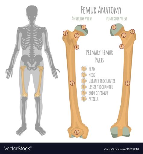 Male hip bone anatomy Royalty Free Vector Image