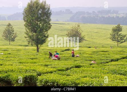 Tea plantation in the Kericho area, western Kenya Stock Photo - Alamy