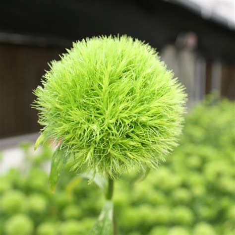 Cottage Farms Direct - Perennials - 'Green Ball' Dianthus - 2pc