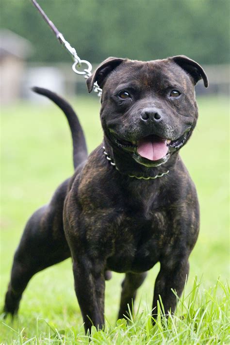 Staffordshire Bull Terrier Not everyone has the space for a large ...