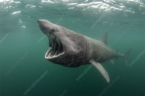 Basking shark feeding at the surface on plankton - Stock Image - C041/5262 - Science Photo Library