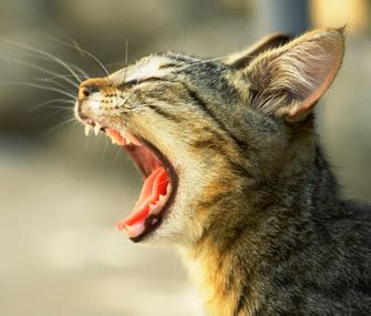 What Is Stomatitis in Cats and Is It Dangerous? - Vetstreet | Vetstreet