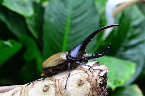 14 Cool Amazon Rainforest Insects • I Heart Brazil