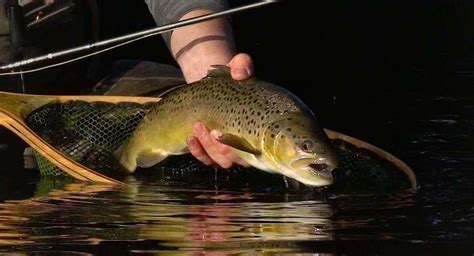 Trout Fishing 101: Trout Fishing Tips For Any Angler