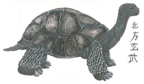 Black tortoise by dragonphysic on DeviantArt